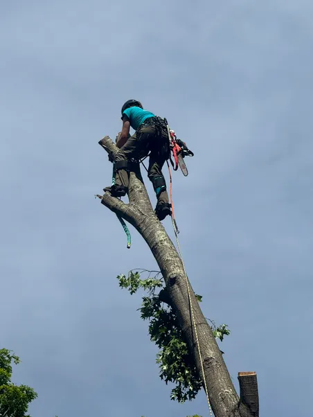 Shenandoah Tree Service crew member performing tree work